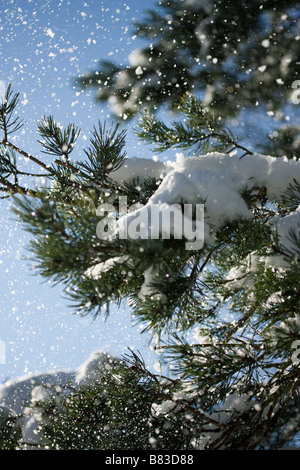 La neve cade da albero Foto Stock