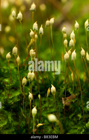 Moss sporophytes Pays Basque Francia Foto Stock