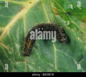 Un Sarcococca brassicae caterpillar 6 giorni dopo il trattamento con Bacillus thuringiensis Foto Stock