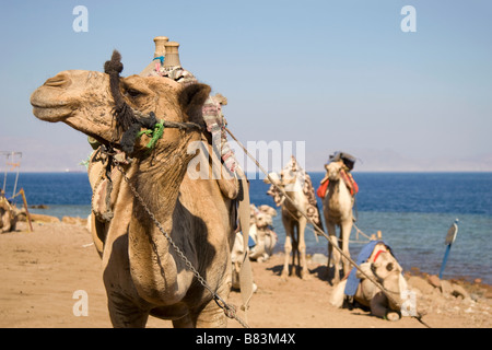 Cammelli attendere per dare gite turistiche al buco blu sulla costa del Mar Rosso a nord del Sinai resort di Dahab in Egitto Foto Stock