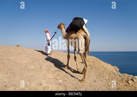 Una guida beduina conduce un cammello su safari a Ras Abu Gallum sulla costa del Mar Rosso a nord del Sinai resort di Dahab in Egitto Foto Stock