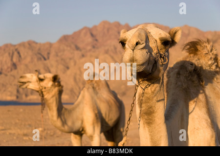 Cammelli al mattino presto luce dorata Ras Abu Gallum sulla costa del Mar Rosso a nord del Sinai resort di Dahab in Egitto Foto Stock