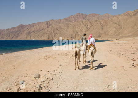Guida beduina conduce un cammello safari lungo la costa del Mar Rosso a nord del Sinai resort di Dahab in Egitto Foto Stock