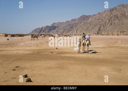 Guida beduina conduce un cammello safari nel villaggio di Ras Abu Gallum, a nord del Sinai resort di Dahab in Egitto Foto Stock