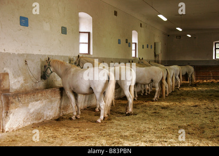 Cavalli lipizzani nelle loro stalle al Kobilarna Lipica stud farm nella Primorska, Slovenia Foto Stock