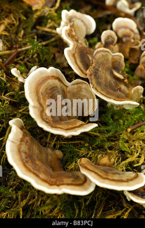 La Turchia fungo di coda Trametes versicolor Pays Basque Francia Foto Stock