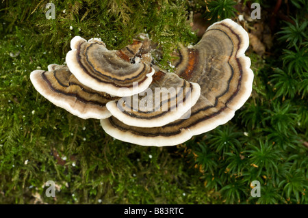 La Turchia fungo di coda Trametes versicolor Pays Basque Francia Foto Stock