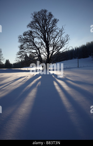 Arbre solitaire à la vues des Alpes dans le canton de Neuchâtel, Suisse. Albero da soli, Svizzera Foto Stock