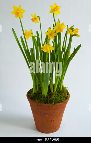 Un gruppo di narcisi fioritura in una pentola di terracotta Foto Stock