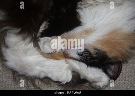 Gatto di sonno Foto Stock