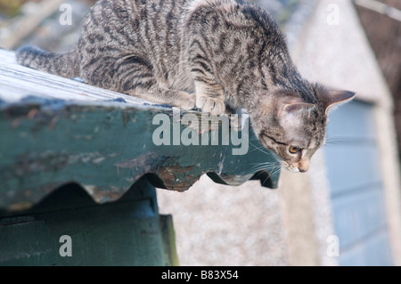 A 6 mesi di età Tabby Cat bloccato sul tetto di un Capannone Foto Stock