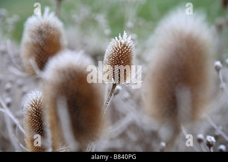 Teasel capi in un freddo gelido inverno mattina Foto Stock