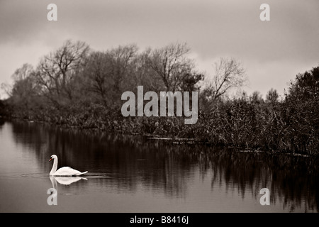 Singola Swan graziosamente scivolando lungo il fiume Foto Stock