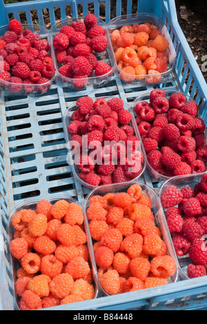 Miscela di appena raccolto lamponi in punnets at Wisley comprese le varietà Valentina arancione e Malling gioiello Foto Stock