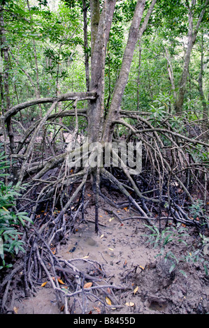 Pulau Kukup National Park, Malaysia di Mangrovie di acqua di marea radici radice alberi Foto Stock