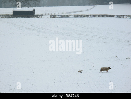 Llanover vicino a Abergavenny Sud Galles GB UK 2009 Foto Stock