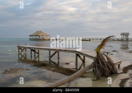 Un piccolo molo va un breve tragitto in acqua con un punto morto Palm tree al bordo dell'acqua al tramonto su Ambergris Caye nel Belize. Foto Stock