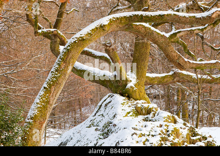 Alberi di quercia nella neve in Ambleside Cumbria Regno Unito Foto Stock