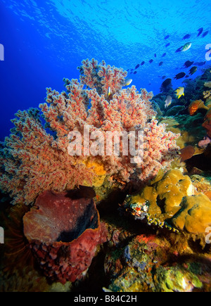 Coralli molli dendronepthya alimentando in correnti sulla barriera corallina Foto Stock