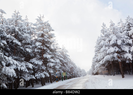 Puerto de la Ragua del Parque Nacional de Sierra Nevada provincia di Granada Spagna Foto Stock