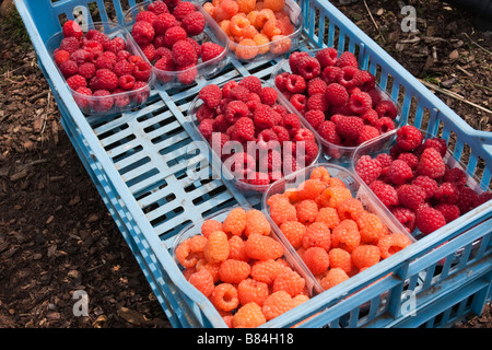 Miscela di appena raccolto lamponi in punnets at Wisley comprese le varietà Valentina arancione e Malling gioiello Foto Stock