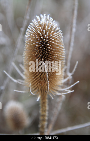 Un unico fiore teasel testa su un gelido inverno giorno di gennaio in un giardino. Foto Stock