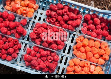 Miscela di appena raccolto lamponi in punnets at Wisley comprese le varietà Valentina arancione e Malling gioiello Foto Stock