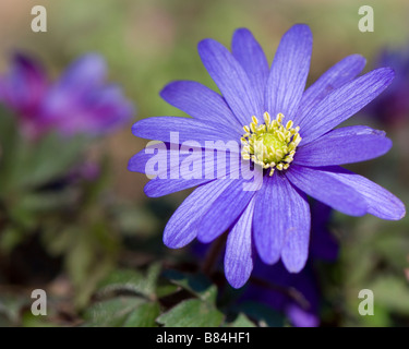 Close up a fioritura primaverile blanda Anemone blu Foto Stock