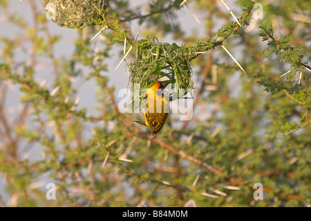 Tessitore facendo bird nest Madikwe Game Reserve in Sud Africa Foto Stock