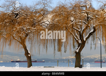 Salici a Kitsilano park dopo aver tempo di neve con il fiordo di Vancouver background Foto Stock