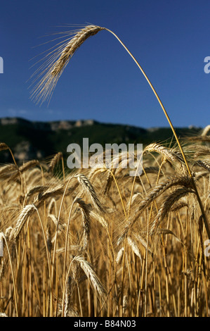 Un covone di grano in un campo di grano al di sotto delle colline del Causse du Larzac nel massiccio centrale in l' Herault Francia meridionale Foto Stock