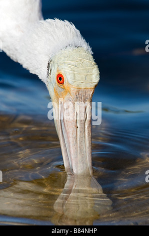 Roseate Spoonbill Foto Stock