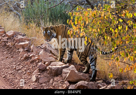 India Rajasthan Ranthambore National Park a metà maschio cresciuto tigre del Bengala Panthera tigris Foto Stock