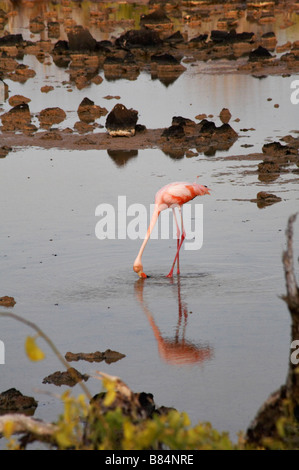 Maggiore il fenicottero rosa Phoenicopterus ruber, bere da una laguna a Dragon Hill, Isola di Santa Cruz, Isole Galapagos, Ecuador Foto Stock