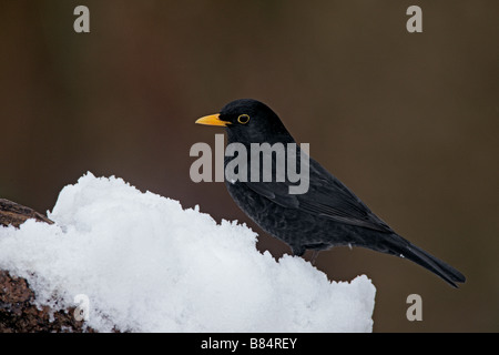 Merlo Turdus merula in snow Potton Bedfordshire Foto Stock