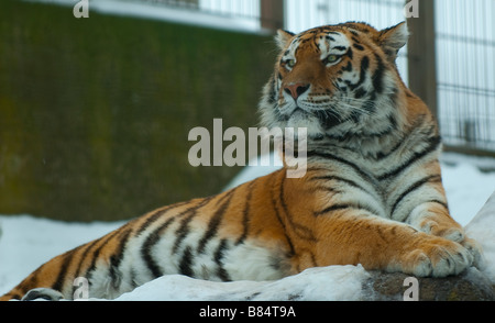 Siberian (o) Amur tiger relax su una roccia nella neve Foto Stock
