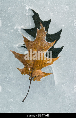 Foglie di quercia congelate in ghiaccio USA orientale, da saltare Moody/Dembinsky Foto Assoc Foto Stock