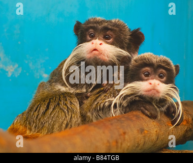 Due graziosi scimmie seduto su un log Foto Stock