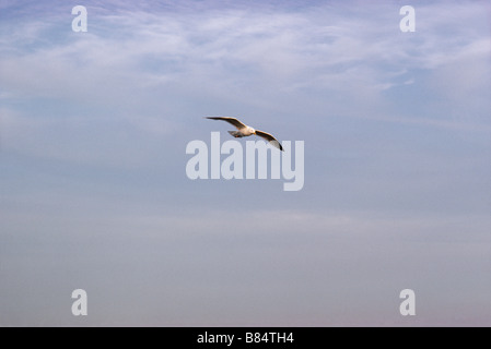 Seagull battenti attraverso un cielo blu Foto Stock