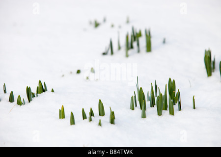 Giunchiglie spingendo verso l'alto attraverso la neve in Ambleside Cumbria Regno Unito Foto Stock