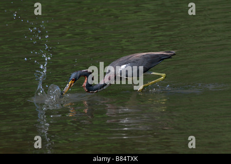 TRI-colorato HERON, colpire, pesce, Egretta tricolore, Foto Stock