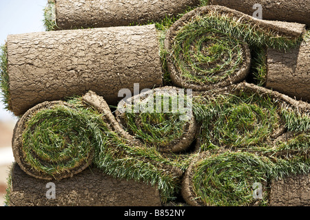 Rotoli di nuovo ricopra con zolle erbose di aspettare di essere prevista in posizione Foto Stock