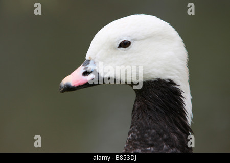 Testa di Imperatore d'oca, Anser canagicus Foto Stock