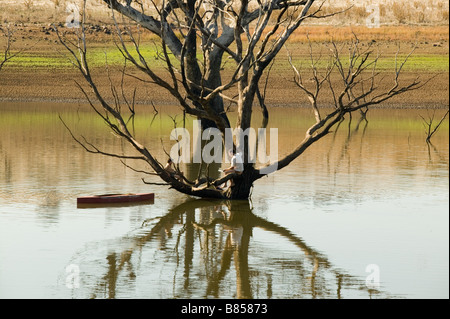 Romolo, mio padre Anno : 2007 Australia Direttore: Richard Roxburgh Foto Stock