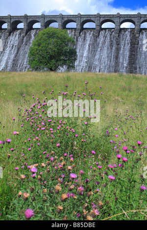 Fiordaliso comune (Centaurea nigra) fioritura sotto la diga del lago di Vyrnwy. Powys, Galles. Foto Stock