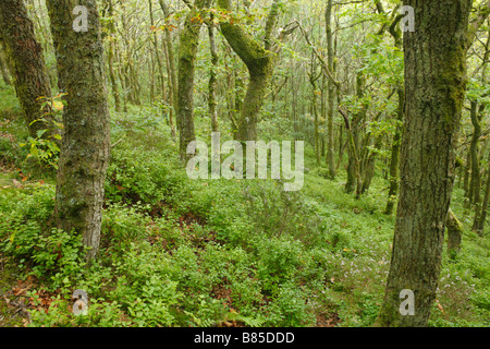 Bosco di querce con erica e mirtillo. Gwernafon legno, Powys, Wales, Regno Unito. Un bosco di proprietà di fiducia. Foto Stock