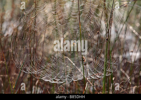 Giardino femmina o Croce Spider (Araneus diadematus) nel centro del suo web su un rugiadosa mattina. Powys, Galles. Foto Stock