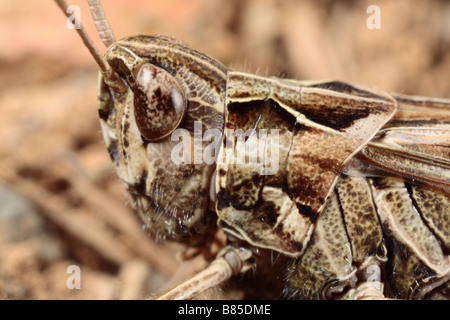 Testa di un campo femminile Grasshopper (Chorthippus brunneus). Powys, Wales, Regno Unito. Foto Stock