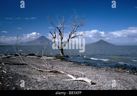 Febbraio 9, 2002 - gli alberi morti sulle rive del Lago de Managua in Nicaragua con i vulcani Momotombo (1280m) e Momotombito (a destra). Foto Stock