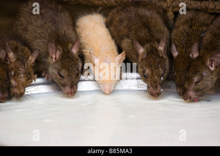 Ratti bere latte di Karni Mata Temple Deshnok Rajasthan in India Foto Stock